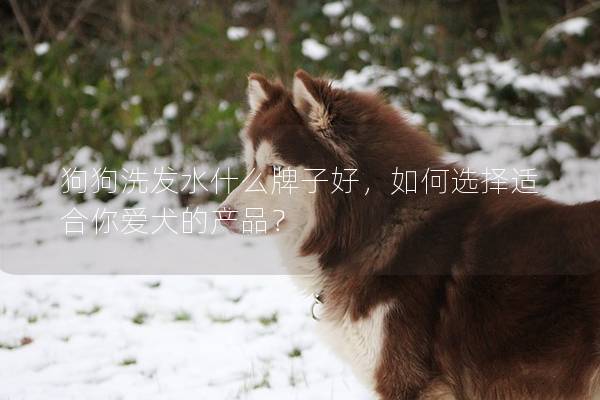 狗狗洗發(fā)水什么牌子好，如何選擇適合你愛(ài)犬的產(chǎn)品？