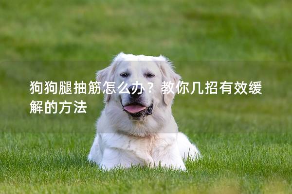 狗狗腿抽筋怎么辦？教你幾招有效緩解的方法