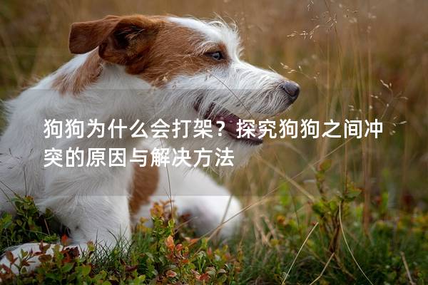 狗狗為什么會打架？探究狗狗之間沖突的原因與解決方法