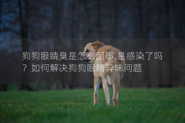 狗狗眼睛臭是怎么回事,是感染了嗎？如何解決狗狗眼睛異味問題
