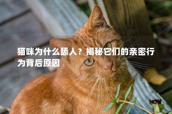 貓咪為什么舔人？揭秘它們的親密行為背后原因