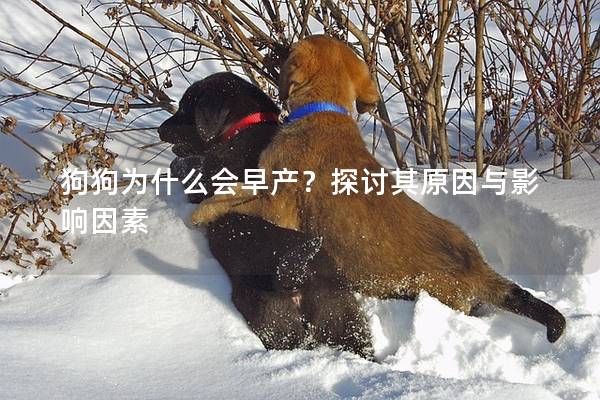 狗狗為什么會早產？探討其原因與影響因素