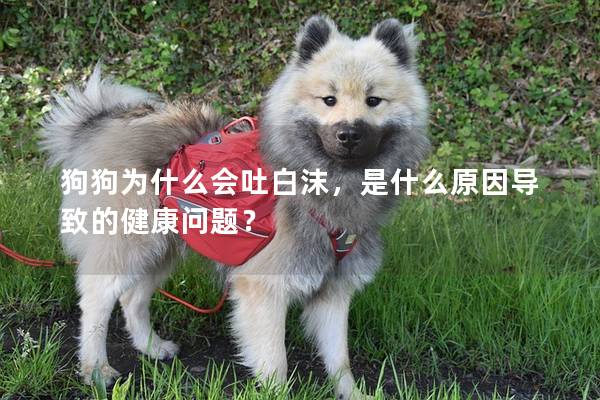 狗狗為什么會(huì)吐白沫，是什么原因?qū)е碌慕】祮?wèn)題？