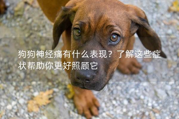 狗狗神經(jīng)痛有什么表現(xiàn)？了解這些癥狀幫助你更好照顧它