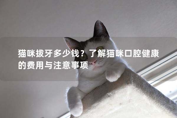 貓咪拔牙多少錢？了解貓咪口腔健康的費用與注意事項