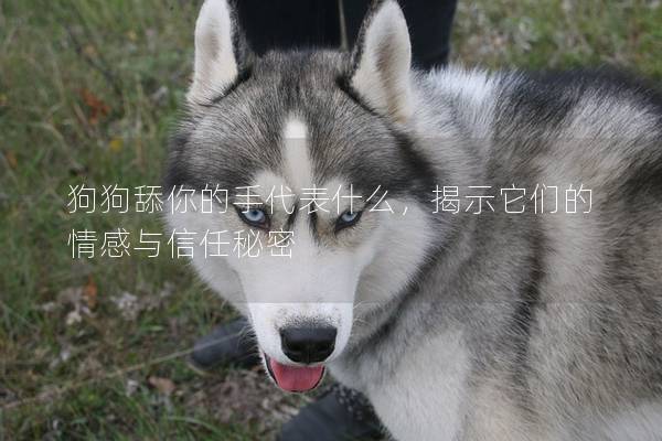 狗狗舔你的手代表什么，揭示它們的情感與信任秘密