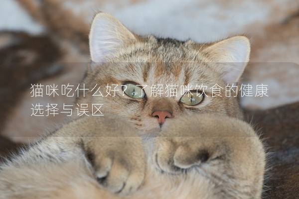 貓咪吃什么好?了解貓咪飲食的健康選擇與誤區 貓咪吃什么好?了解貓咪飲食的健康選擇與誤區