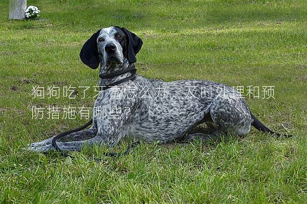 狗狗吃了牙膏怎么辦，及時處理和預防措施有哪些？