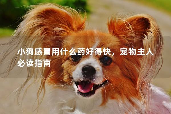 小狗感冒用什么藥好得快，寵物主人必讀指南