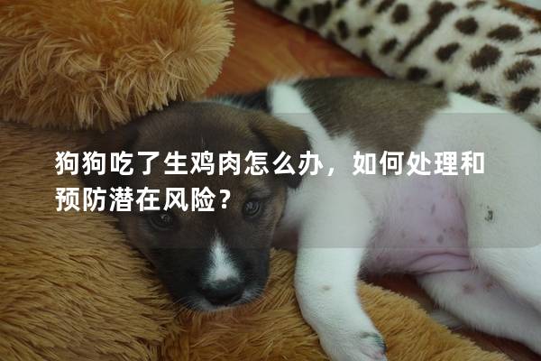 狗狗吃了生雞肉怎么辦，如何處理和預防潛在風險？