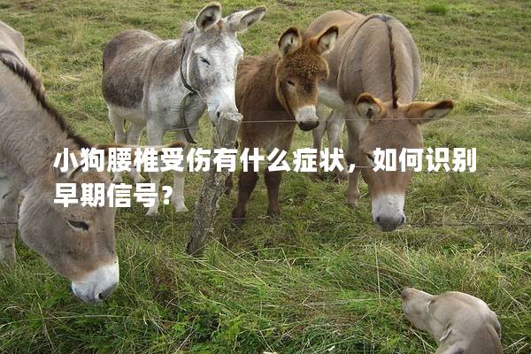 小狗腰椎受傷有什么癥狀，如何識別早期信號？