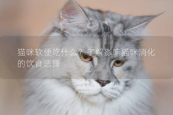 貓咪軟便吃什么？了解影響貓咪消化的飲食選擇