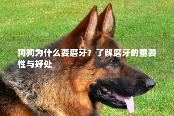 狗狗為什么要磨牙？了解磨牙的重要性與好處