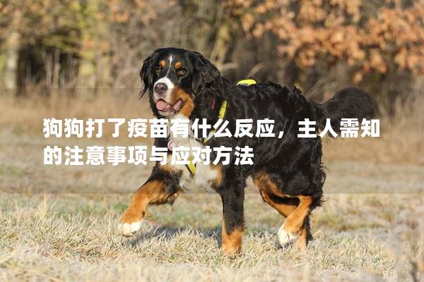 狗狗打了疫苗有什么反應(yīng)，主人需知的注意事項(xiàng)與應(yīng)對(duì)方法
