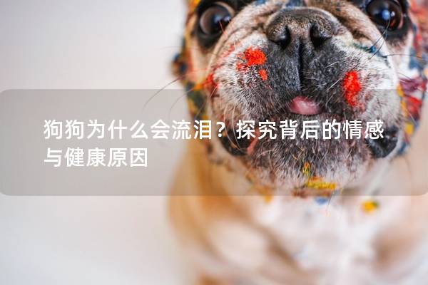 狗狗為什么會流淚？探究背后的情感與健康原因