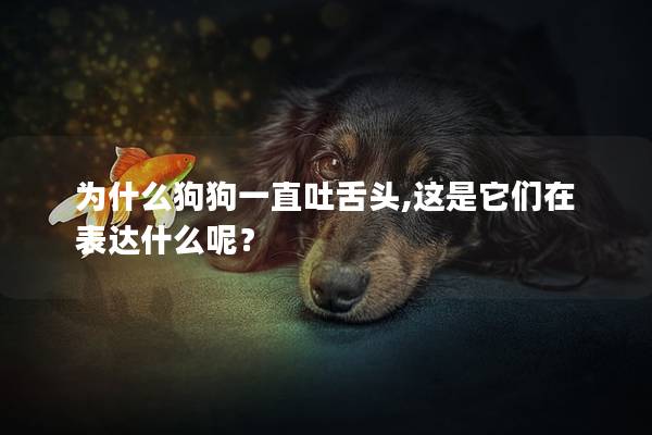 為什么狗狗一直吐舌頭,這是它們?cè)诒磉_(dá)什么呢？