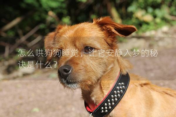 怎么哄狗狗睡覺，讓它安靜入夢的秘訣是什么？