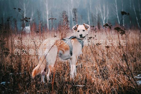 狗狗懷孕需要多久？了解狗狗妊娠期的關鍵因素