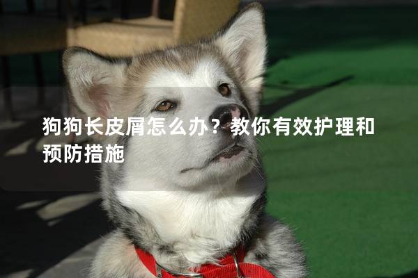 狗狗長皮屑怎么辦？教你有效護理和預防措施
