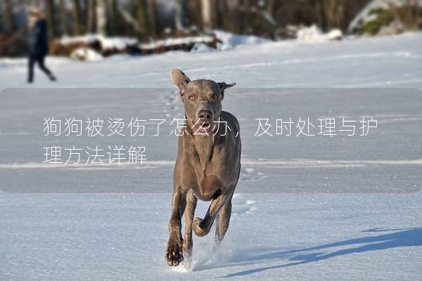 狗狗被燙傷了怎么辦，及時處理與護理方法詳解