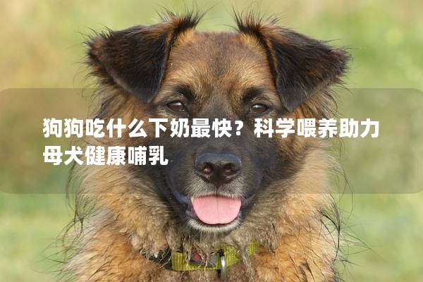 狗狗吃什么下奶最快？科學喂養助力母犬健康哺乳