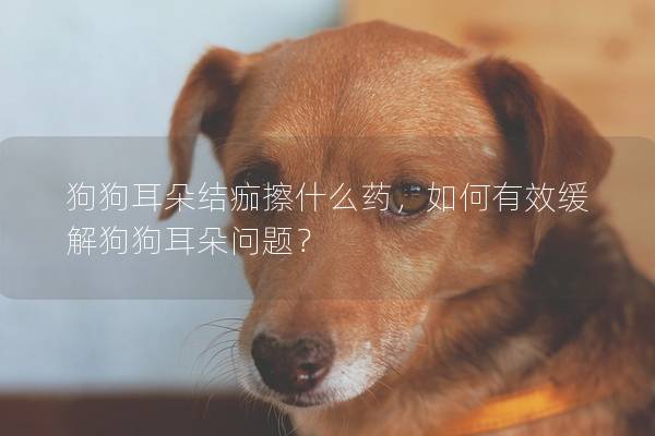狗狗耳朵結痂擦什么藥，如何有效緩解狗狗耳朵問題？