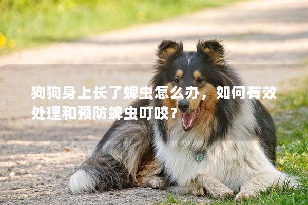 狗狗身上長(zhǎng)了蜱蟲怎么辦，如何有效處理和預(yù)防蜱蟲叮咬？