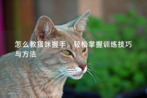 怎么教貓咪握手，輕松掌握訓練技巧與方法