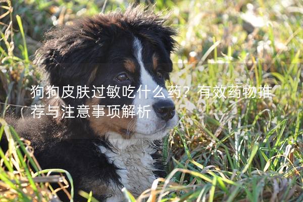 狗狗皮膚過敏吃什么藥？有效藥物推薦與注意事項解析