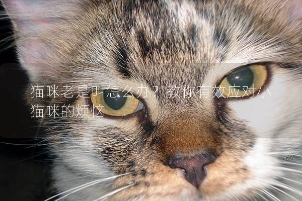 貓咪老是叫怎么辦？教你有效應對小貓咪的煩惱