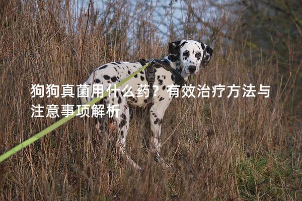 狗狗真菌用什么藥？有效治療方法與注意事項(xiàng)解析