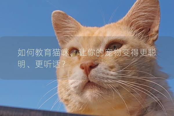 如何教育貓咪,讓你的寵物變得更聰明、更聽(tīng)話(huà)? 如何教育貓咪,讓你的寵物變得更聰明、更聽(tīng)話(huà)?