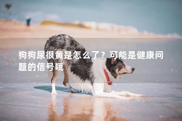 狗狗尿很黃是怎么了？可能是健康問題的信號哦