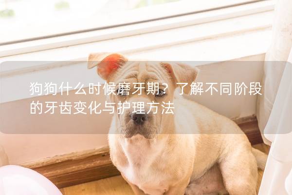 狗狗什么時候磨牙期？了解不同階段的牙齒變化與護理方法