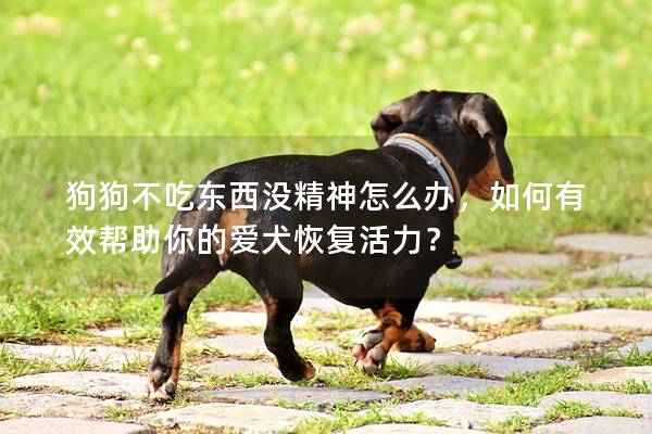 狗狗不吃東西沒精神怎么辦，如何有效幫助你的愛犬恢復活力？