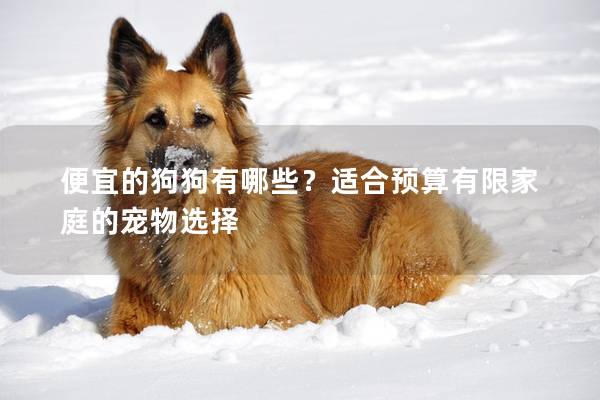 便宜的狗狗有哪些？適合預算有限家庭的寵物選擇