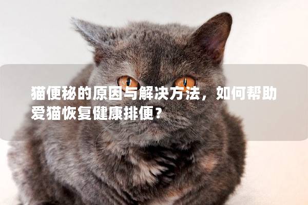 貓便秘的原因與解決方法，如何幫助愛貓恢復健康排便？