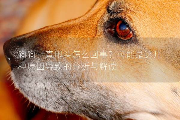 狗狗一直甩頭怎么回事？可能是這幾種原因?qū)е碌姆治雠c解讀