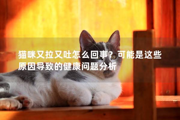 貓咪又拉又吐怎么回事？可能是這些原因?qū)е碌慕】祮?wèn)題分析