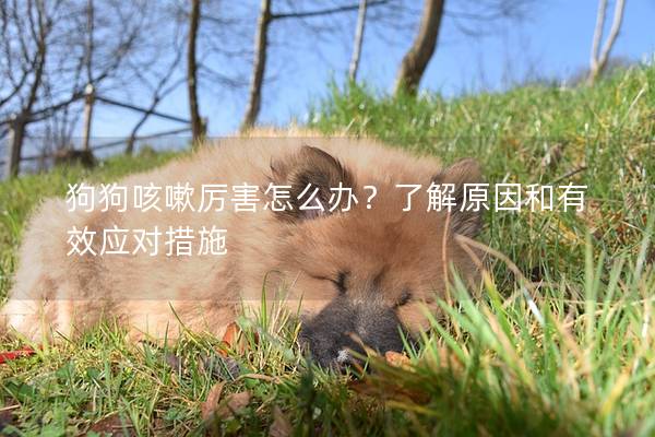 狗狗咳嗽厲害怎么辦？了解原因和有效應對措施