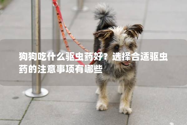 狗狗吃什么驅蟲藥好？選擇合適驅蟲藥的注意事項有哪些