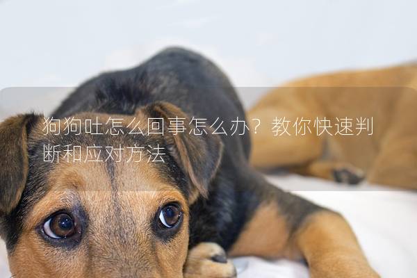 狗狗吐怎么回事怎么辦？教你快速判斷和應(yīng)對(duì)方法