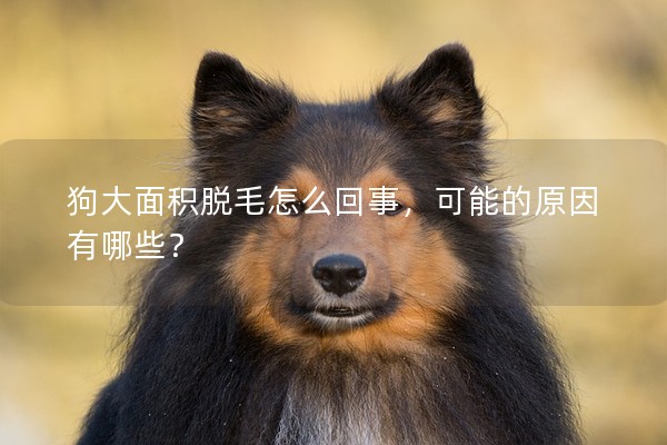 狗大面積脫毛怎么回事,可能的原因有哪些? 狗大面積脫毛怎么回事,可能的原因有哪些?