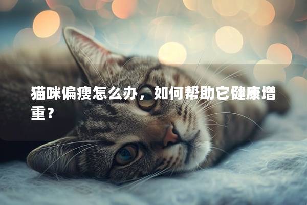 貓咪偏瘦怎么辦，如何幫助它健康增重？