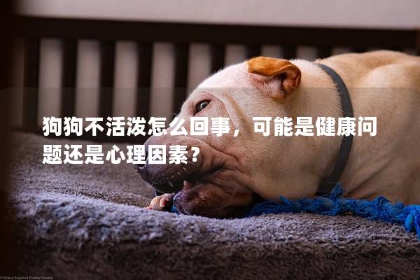狗狗不活潑怎么回事，可能是健康問題還是心理因素？