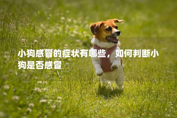 小狗感冒的癥狀有哪些，如何判斷小狗是否感冒