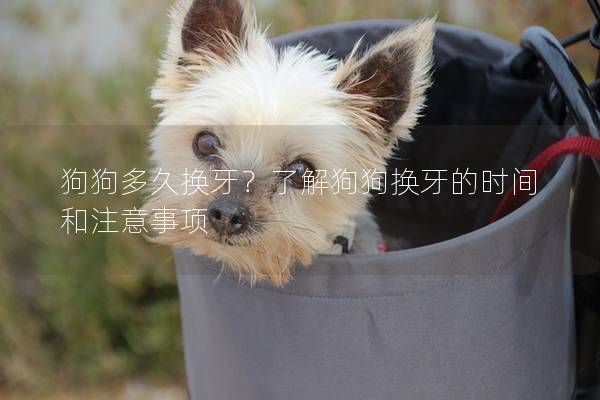 狗狗多久換牙？了解狗狗換牙的時間和注意事項