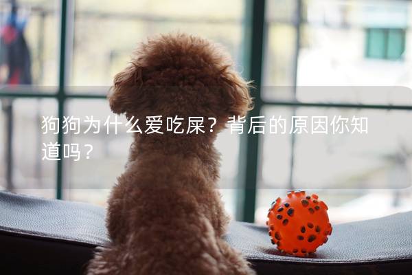 狗狗為什么愛吃屎？背后的原因你知道嗎？