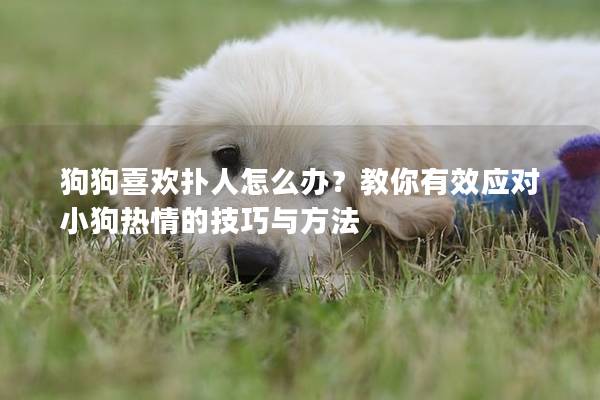 狗狗喜歡撲人怎么辦？教你有效應對小狗熱情的技巧與方法