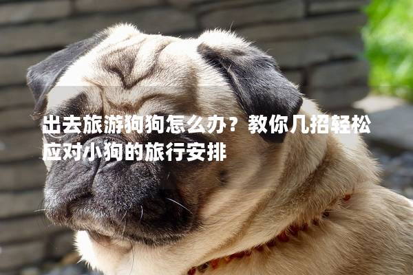 出去旅游狗狗怎么辦？教你幾招輕松應(yīng)對小狗的旅行安排